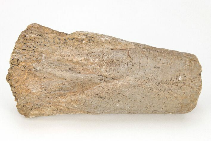 Cretaceous Bony Fish (Thryptodus) Rostrum - Kansas #208322